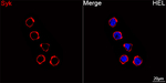 Syk Antibody in Immunocytochemistry (ICC/IF)
