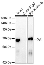 Syk Antibody in Immunoprecipitation (IP)