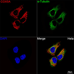 COX5A Recombinant Rabbit Monoclonal Antibody (9Q2X8)