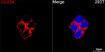 COX5A Antibody in Immunocytochemistry (ICC/IF)