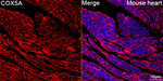 COX5A Antibody in Immunohistochemistry (Paraffin) (IHC (P))