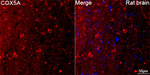 COX5A Antibody in Immunohistochemistry (Paraffin) (IHC (P))
