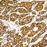 COX5A Antibody in Immunohistochemistry (Paraffin) (IHC (P))