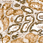 COX5A Antibody in Immunohistochemistry (Paraffin) (IHC (P))