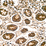 COX5A Antibody in Immunohistochemistry (Paraffin) (IHC (P))