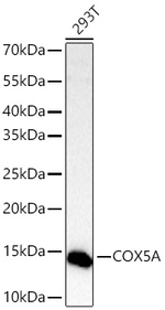 COX5A Antibody in Western Blot (WB)