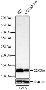COX5A Antibody in Western Blot (WB)