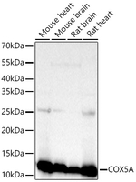 COX5A Antibody in Western Blot (WB)