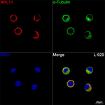 RPL11 Recombinant Rabbit Monoclonal Antibody (8G6C1)