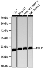 RPL11 Antibody in Western Blot (WB)