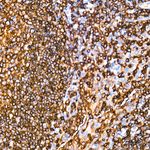 HLA-DPB1 Antibody in Immunohistochemistry (Paraffin) (IHC (P))