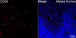 CD18 Recombinant Rabbit Monoclonal Antibody (1O5F9)