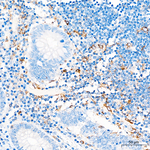 CD18 Antibody in Immunohistochemistry (Paraffin) (IHC (P))