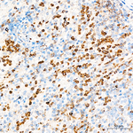 CD18 Antibody in Immunohistochemistry (Paraffin) (IHC (P))