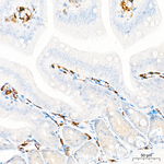 CD18 Antibody in Immunohistochemistry (Paraffin) (IHC (P))