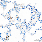 CD18 Antibody in Immunohistochemistry (Paraffin) (IHC (P))