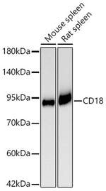 CD18 Antibody in Western Blot (WB)