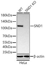 SND1 Antibody in Western Blot (WB)