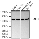 SND1 Antibody in Western Blot (WB)