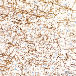 MBP Antibody in Immunohistochemistry (Paraffin) (IHC (P))