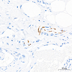 MBP Antibody in Immunohistochemistry (Paraffin) (IHC (P))