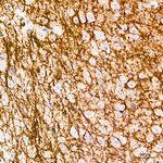 MBP Antibody in Immunohistochemistry (Paraffin) (IHC (P))