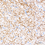 MBP Antibody in Immunohistochemistry (Paraffin) (IHC (P))