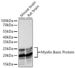 MBP Antibody in Western Blot (WB)