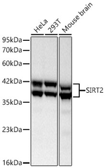 SIRT2 Antibody in Western Blot (WB)