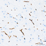 Claudin 5 Antibody in Immunohistochemistry (Paraffin) (IHC (P))
