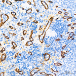 Claudin 5 Antibody in Immunohistochemistry (Paraffin) (IHC (P))