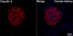 Claudin 5 Antibody in Immunohistochemistry (Paraffin) (IHC (P))