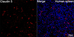 Claudin 5 Antibody in Immunohistochemistry (Paraffin) (IHC (P))