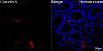 Claudin 5 Antibody in Immunohistochemistry (Paraffin) (IHC (P))