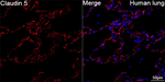 Claudin 5 Antibody in Immunohistochemistry (Paraffin) (IHC (P))
