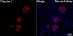Claudin 5 Antibody in Immunohistochemistry (Paraffin) (IHC (P))