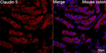 Claudin 5 Antibody in Immunohistochemistry (Paraffin) (IHC (P))