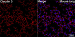 Claudin 5 Antibody in Immunohistochemistry (Paraffin) (IHC (P))
