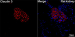 Claudin 5 Antibody in Immunohistochemistry (Paraffin) (IHC (P))