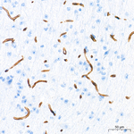 Claudin 5 Antibody in Immunohistochemistry (Paraffin) (IHC (P))