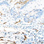 Claudin 5 Antibody in Immunohistochemistry (Paraffin) (IHC (P))