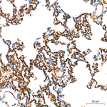 Claudin 5 Antibody in Immunohistochemistry (Paraffin) (IHC (P))