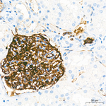 Claudin 5 Antibody in Immunohistochemistry (Paraffin) (IHC (P))