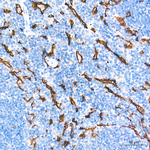 Claudin 5 Antibody in Immunohistochemistry (Paraffin) (IHC (P))