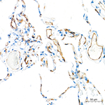 Claudin 5 Antibody in Immunohistochemistry (Paraffin) (IHC (P))