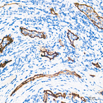 Claudin 5 Antibody in Immunohistochemistry (Paraffin) (IHC (P))