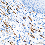 Claudin 5 Antibody in Immunohistochemistry (Paraffin) (IHC (P))