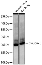 Claudin 5 Antibody in Western Blot (WB)