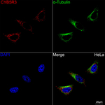 CYB5R3 Antibody in Immunocytochemistry (ICC/IF)