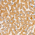 CYB5R3 Antibody in Immunohistochemistry (Paraffin) (IHC (P))